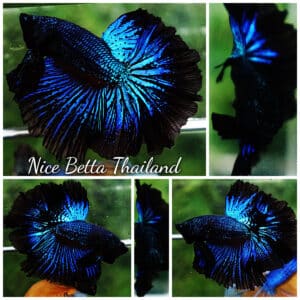 Betta fish OHM Blue Black Orchid