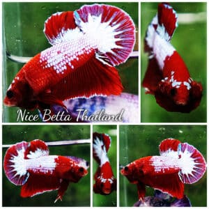 Betta fish HMPK Red Merman White Eyebrow