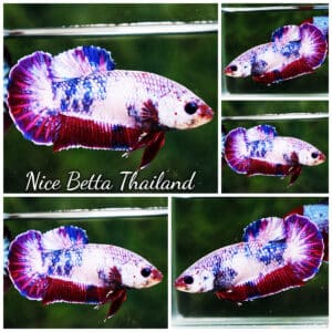 Betta fish Female HMPK Fancy Magical Pink Blue