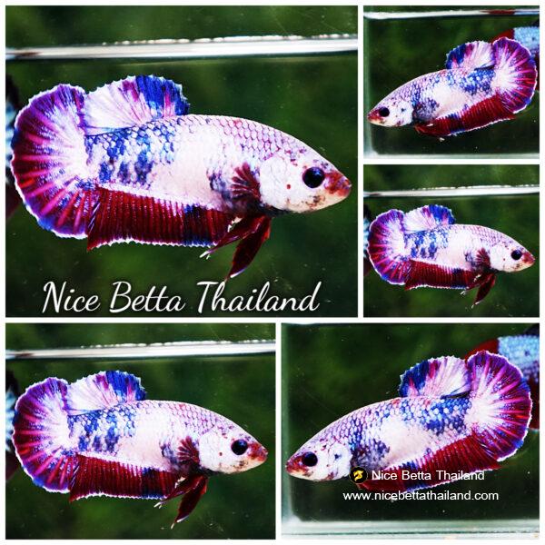 Betta fish Female HMPK Fancy Magical Pink Blue