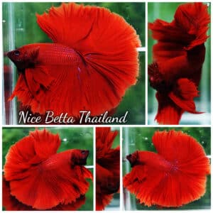 Betta fish OHM King of Big Red Sky Hawk