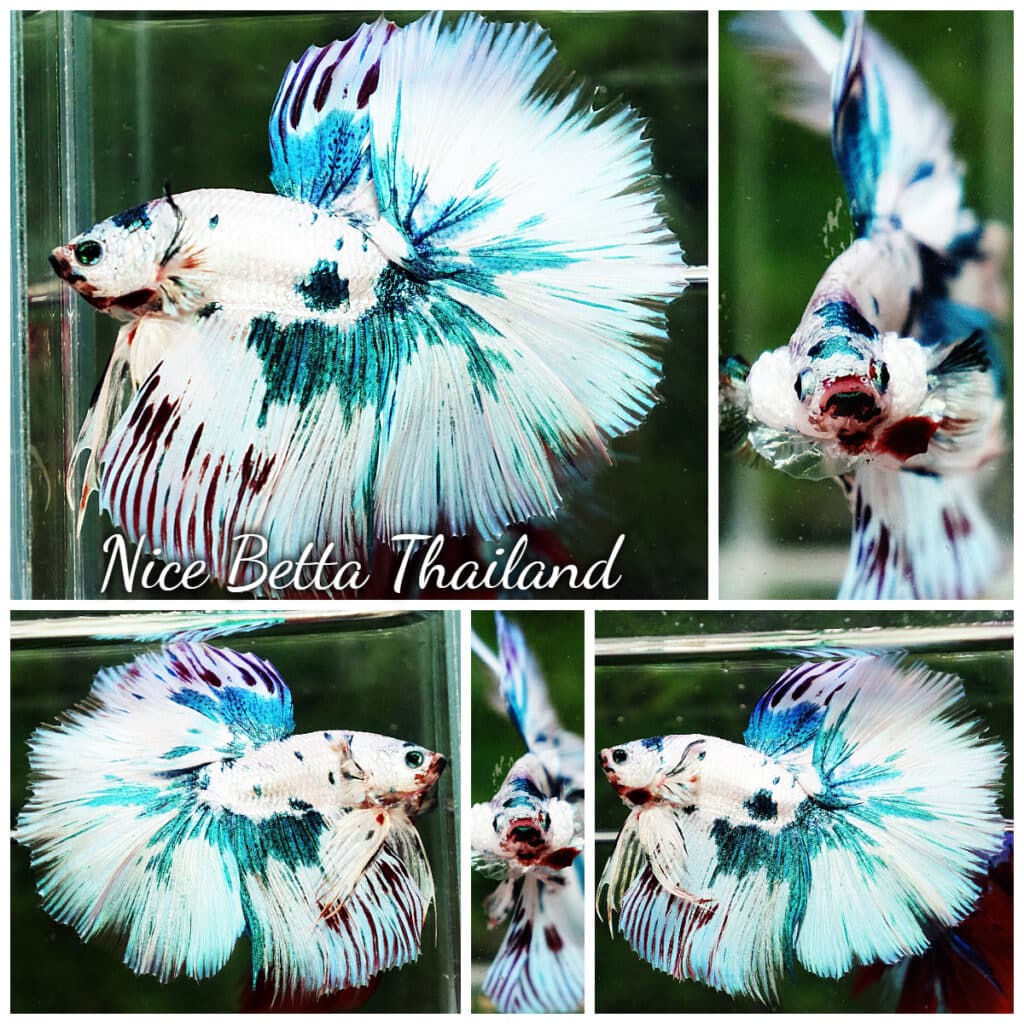 Betta fish HM Prince of The Frozen Marble (Winner Comp 4th)