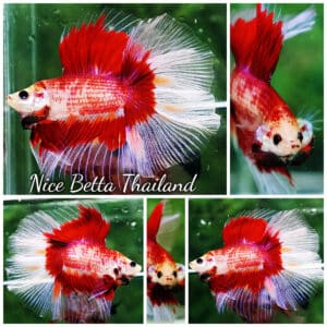 Betta fish DTHM Red Fire Butterfly