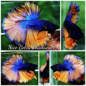 Betta fish OHM Classic Blue Mustard Gas Rosetail