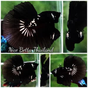 Betta fish HM Premium Shadow Black Samurai Rare (Champion Competition)