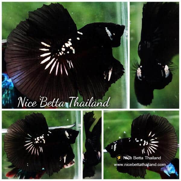 Betta fish HM Premium Shadow Black Samurai Rare (Champion Competition)