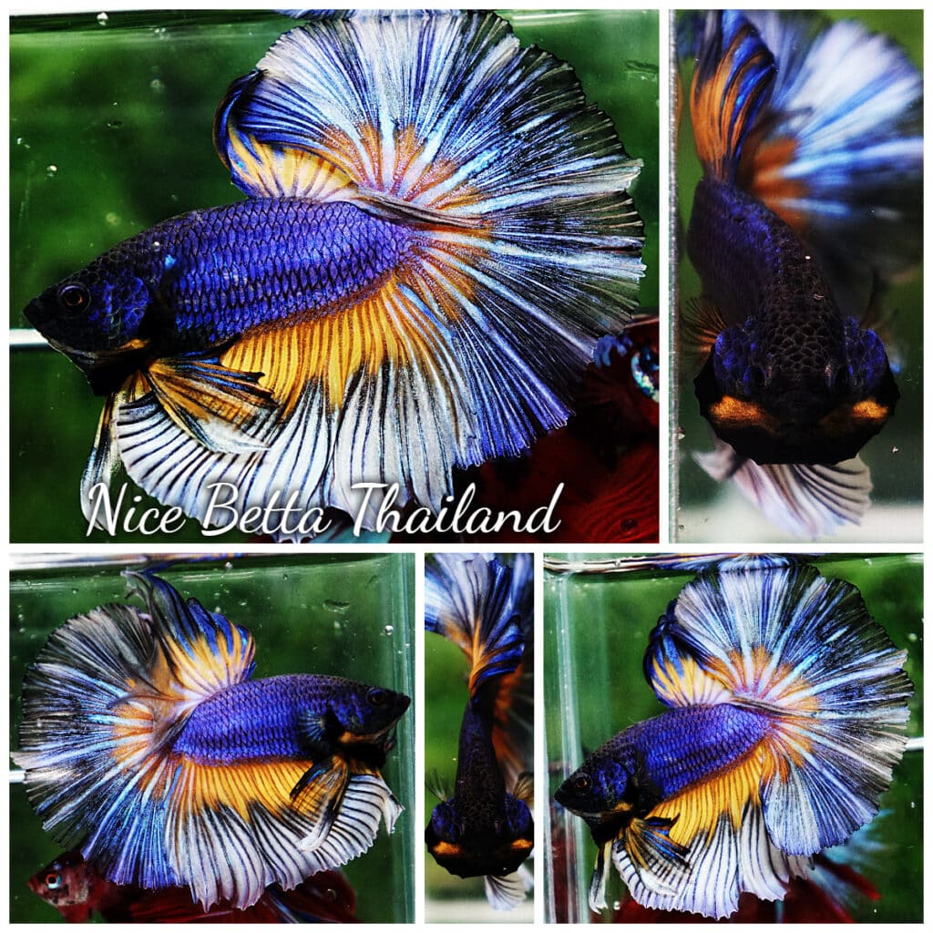 Betta fish OHM Purple Mustard Gas Butterfly