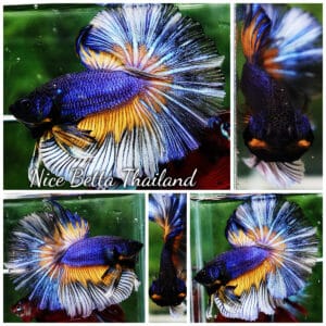 Betta fish OHM Purple Mustard Gas Butterfly