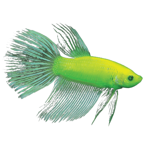 GLO Betta fish