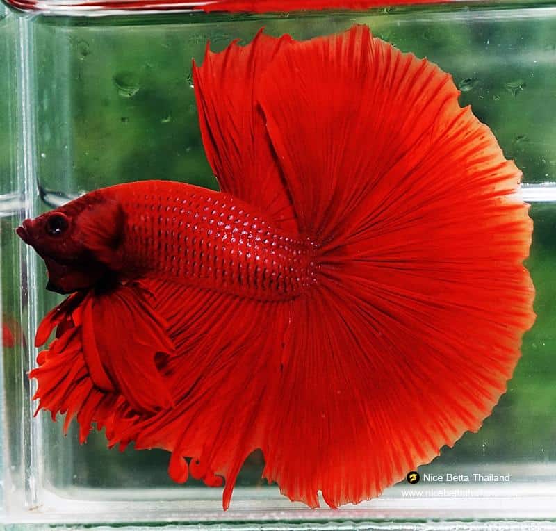 Betta OHM Super Devil