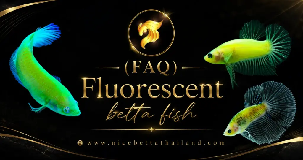 FAQ About Fluorescent betta fish