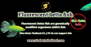Fluorescent betta fish
