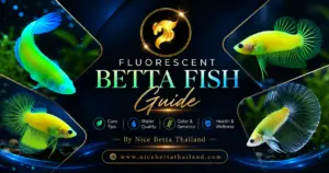 Fluorescent betta fish