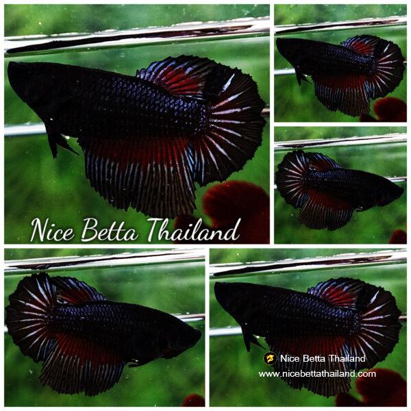 Betta fish Female HM Original Black Orchid