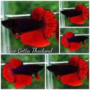 Betta fish Female HM Hell Girl