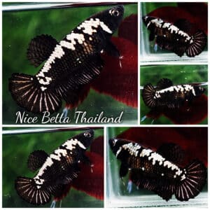 Betta fish Female Shadow Black Samurai