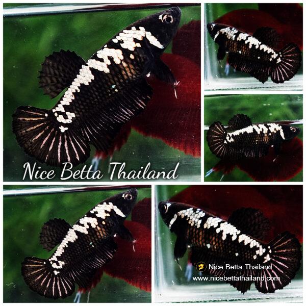 Betta fish Female Shadow Black Samurai