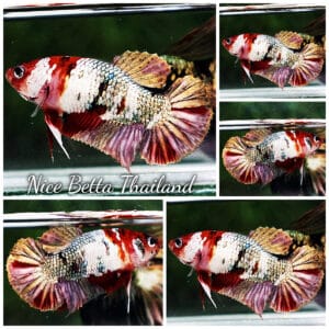 Betta fish Female HMPK Red Scarf Copper Koi