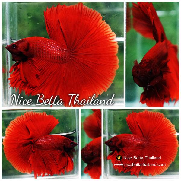 Betta fish OHM Super Red Devil