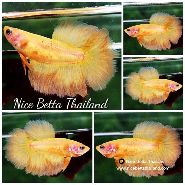 Betta fish Female HM Super Yellow (Big Fin Genetic)