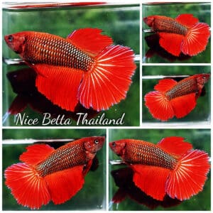 Betta fish Female HM Dark Armageddon