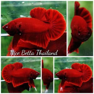 Betta fish HMPK Perfect Deep Super Red