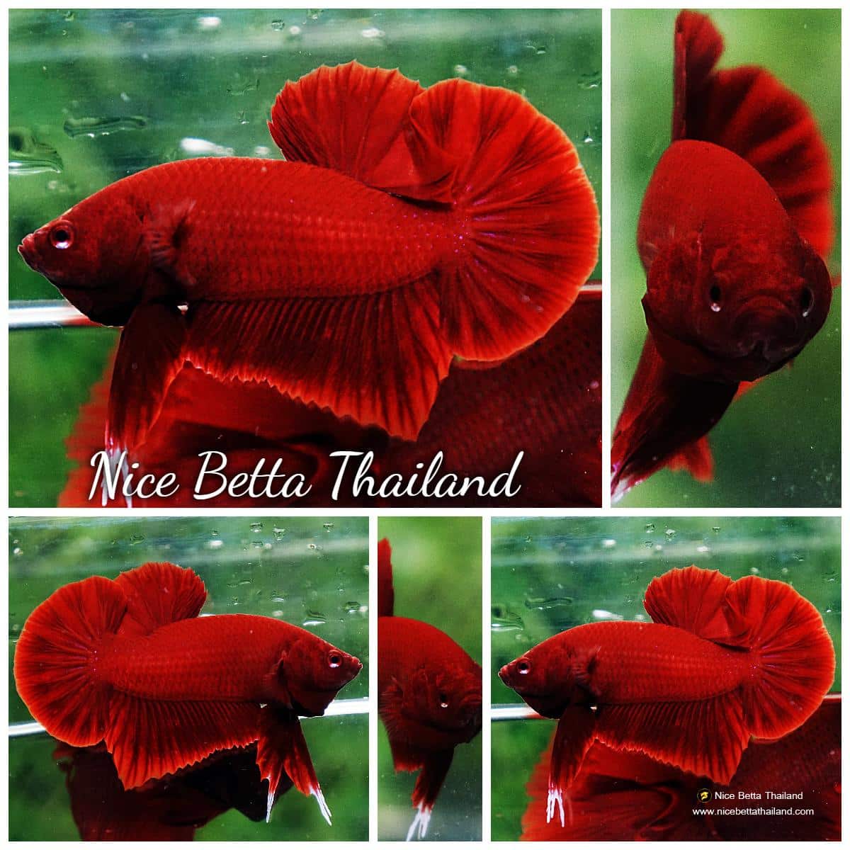 Betta fish HMPK Perfect Deep Super Red