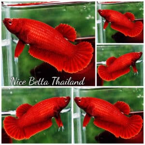 Betta fish Female HMPK Perfect Deep Clean Super Red