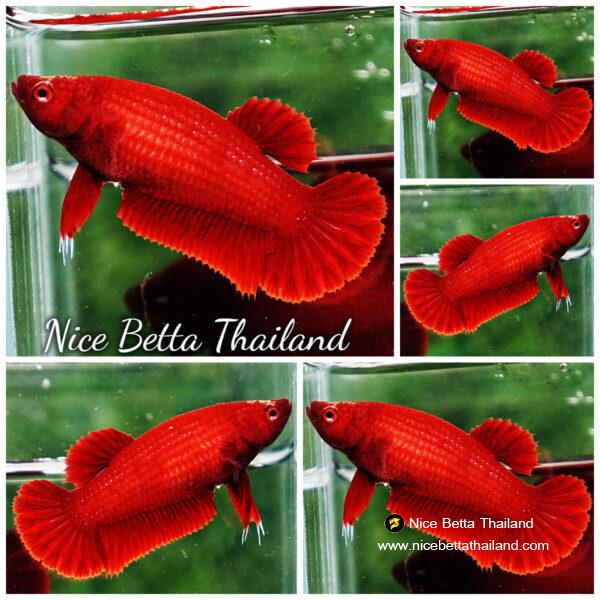 Betta fish Female HMPK Perfect Deep Clean Super Red