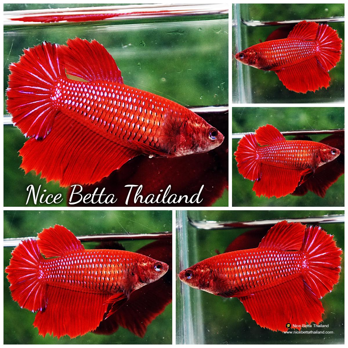Betta fish Female HM Red Devil Star