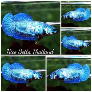 Betta fish Female HMPK Princes Blue Marble