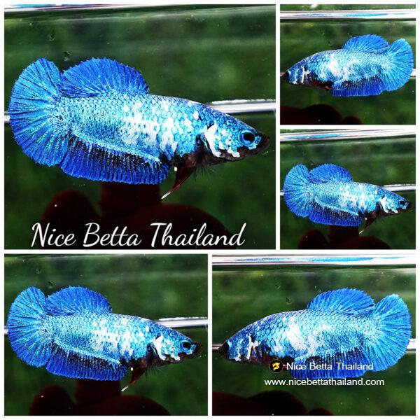 Betta fish Female HMPK Princes Blue Marble