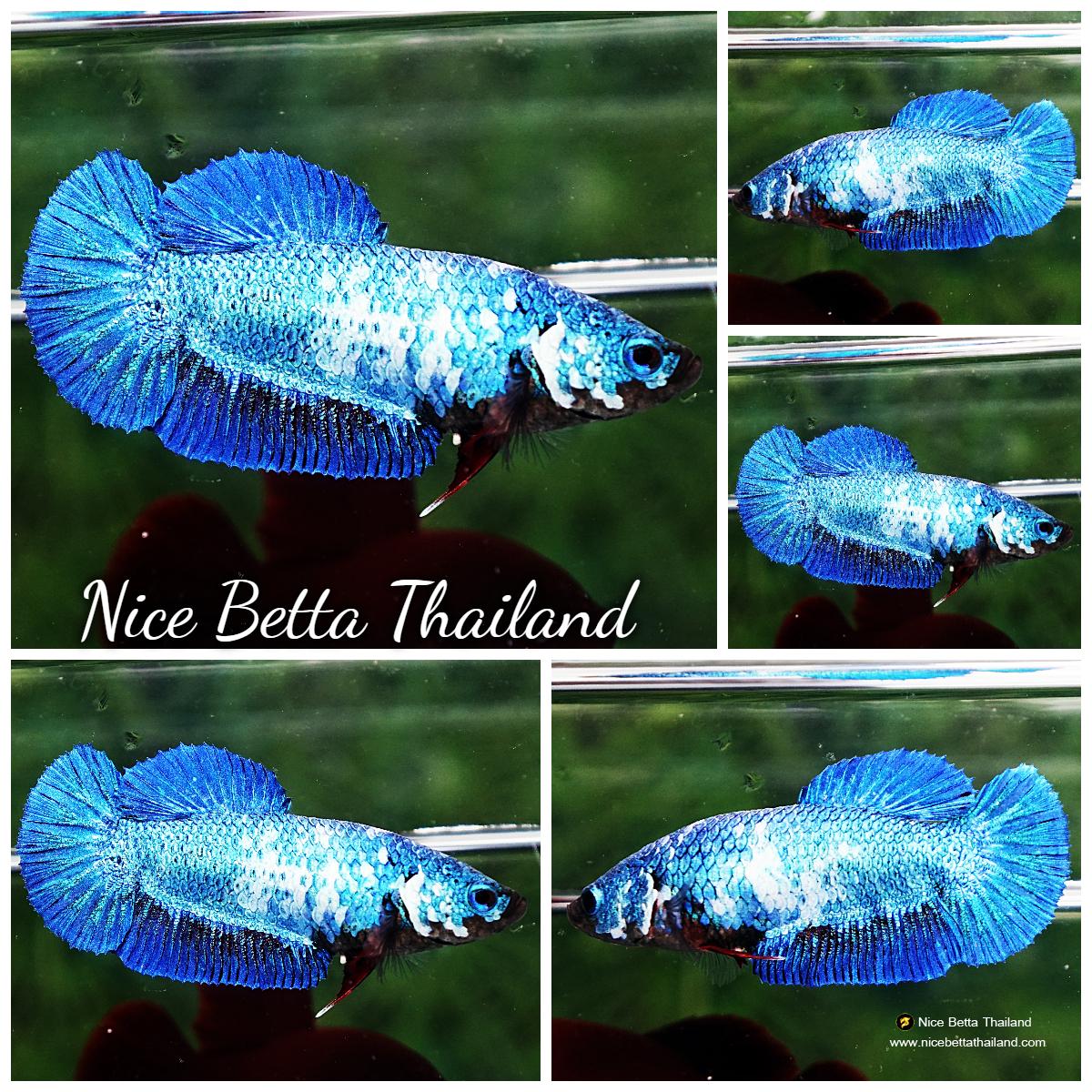 Betta fish Female HMPK Princes Blue Marble