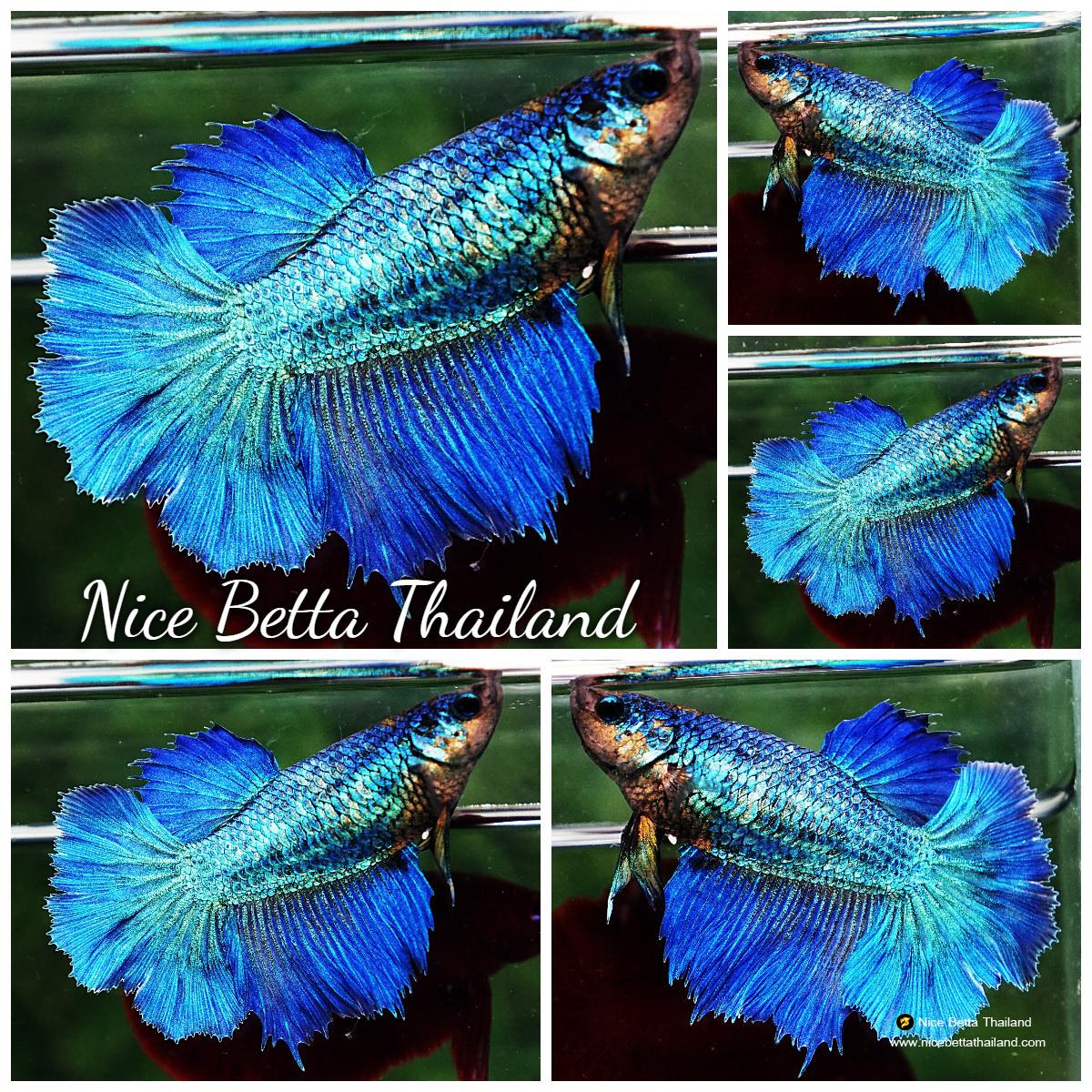 Betta fish Female HM Rosetail Turquoise