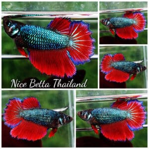 Betta fish Female HM Original Red Emerald Rosetail