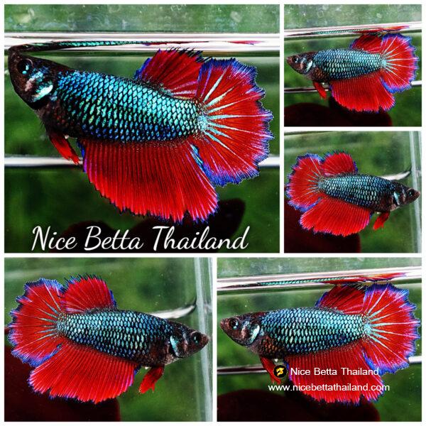 Betta fish Female HM Original Red Emerald Rosetail