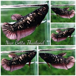 Betta fish Female HMPK Copper Avatar