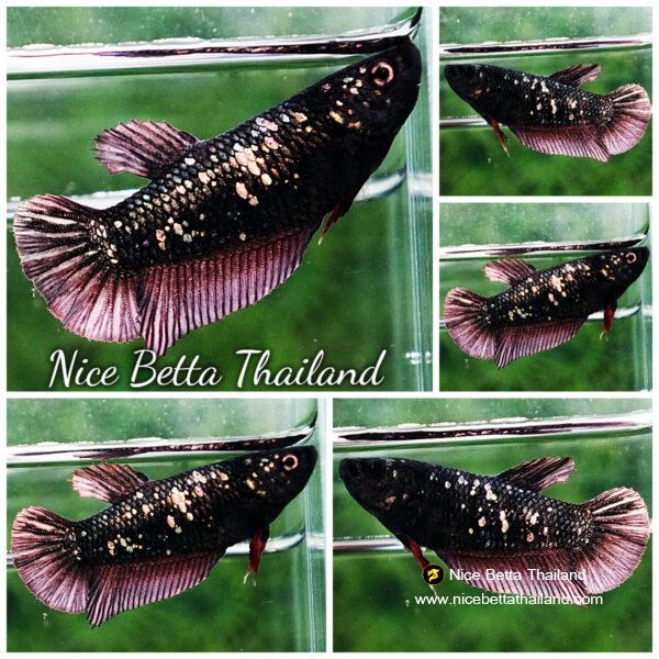 Betta fish Female HMPK Copper Avatar