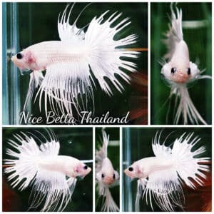 Betta fish CT Full White Platinum