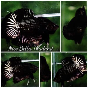 Betta fish HMPK Black Star Copper