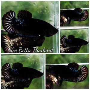 Betta fish Female HMPK Black Star Avatar