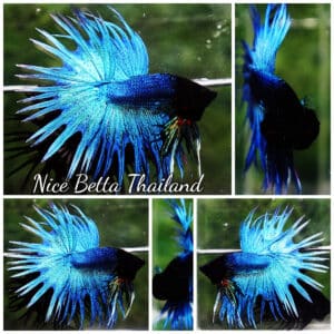 Betta fish CT Classic Turquoise