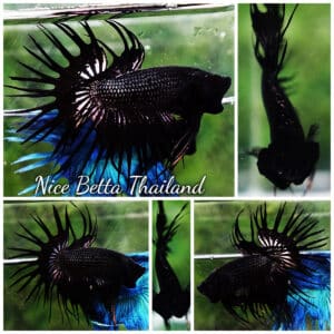 Betta fish CT Super Black Orchid