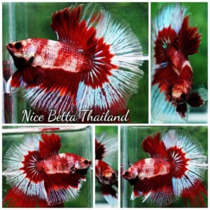 Betta fish HM Classic Koi White Ring