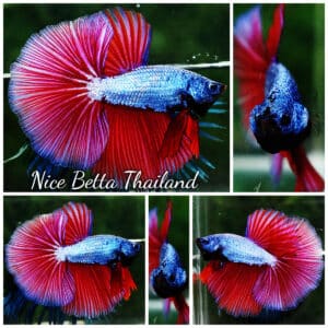 Betta fish OHM Purple & Pink Lavender