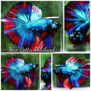 Betta fish OHM Turquoise Multi Red Ring