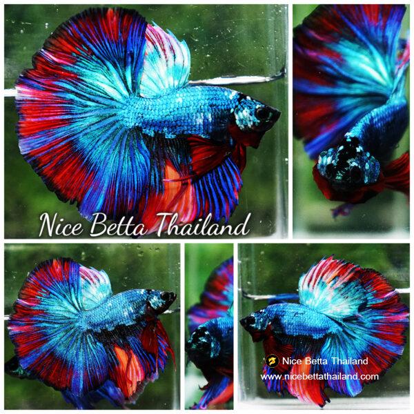 Betta fish OHM Turquoise Multi Red Ring