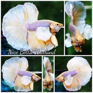 Betta fish HM Yellow Pink Net Dumbo