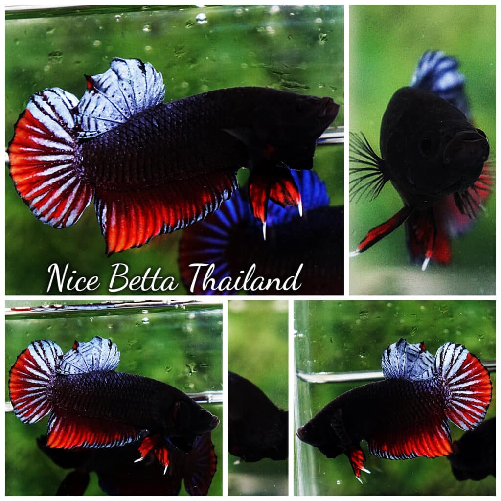 p08-173-Betta-Spenders-Regans-