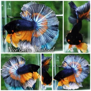 Betta fish OHM Tricolor Mustard Gas Sky Hawk